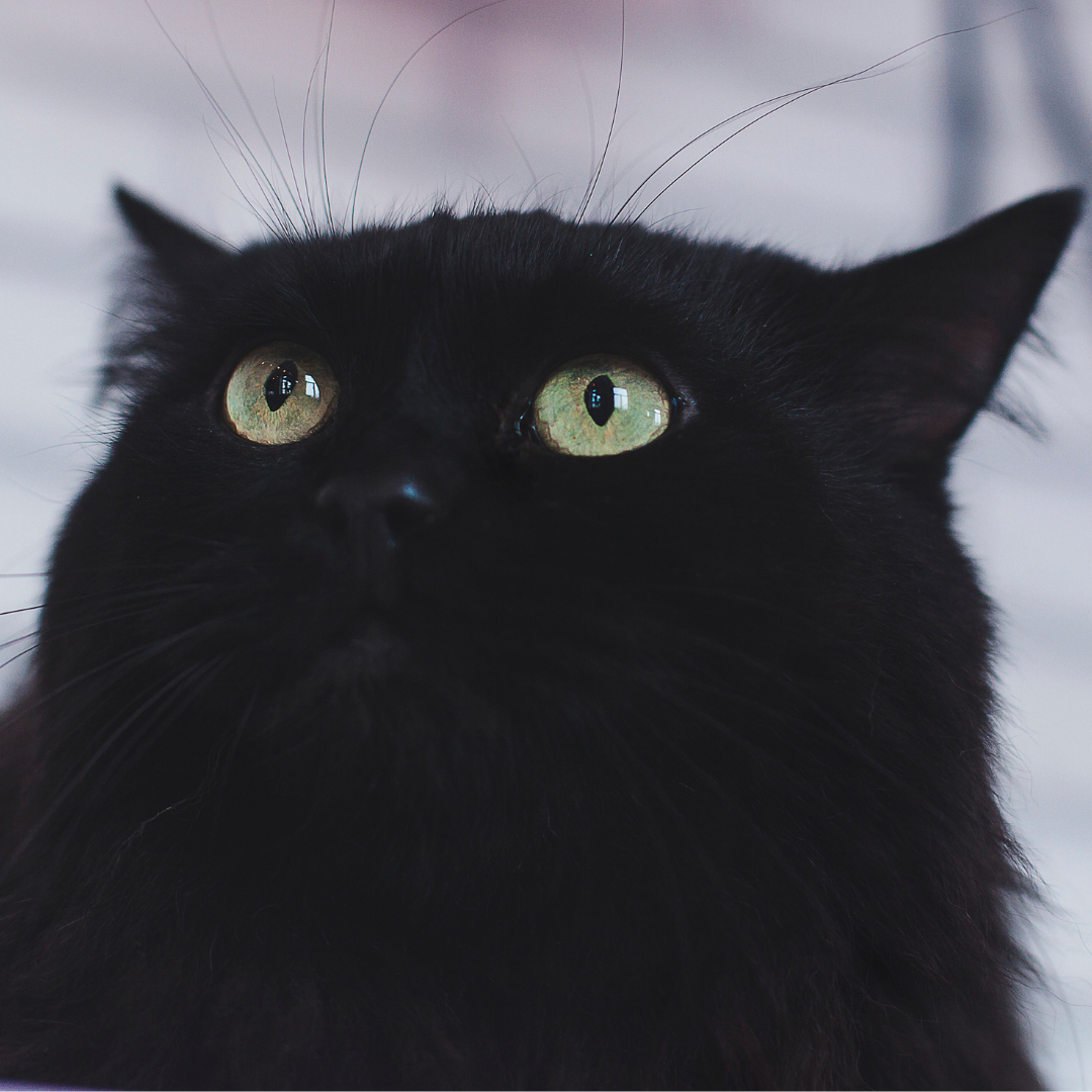 Кот Бегемот со здоровыми ушками