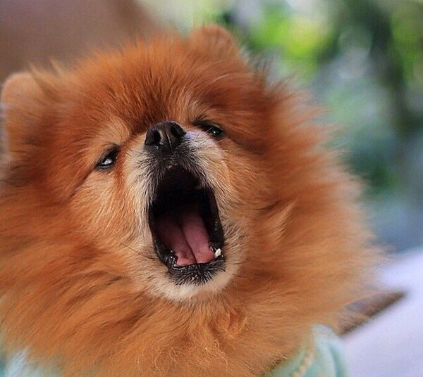 В одиночестве померанский шпиц может лаять не переставая несколько часов без остановки