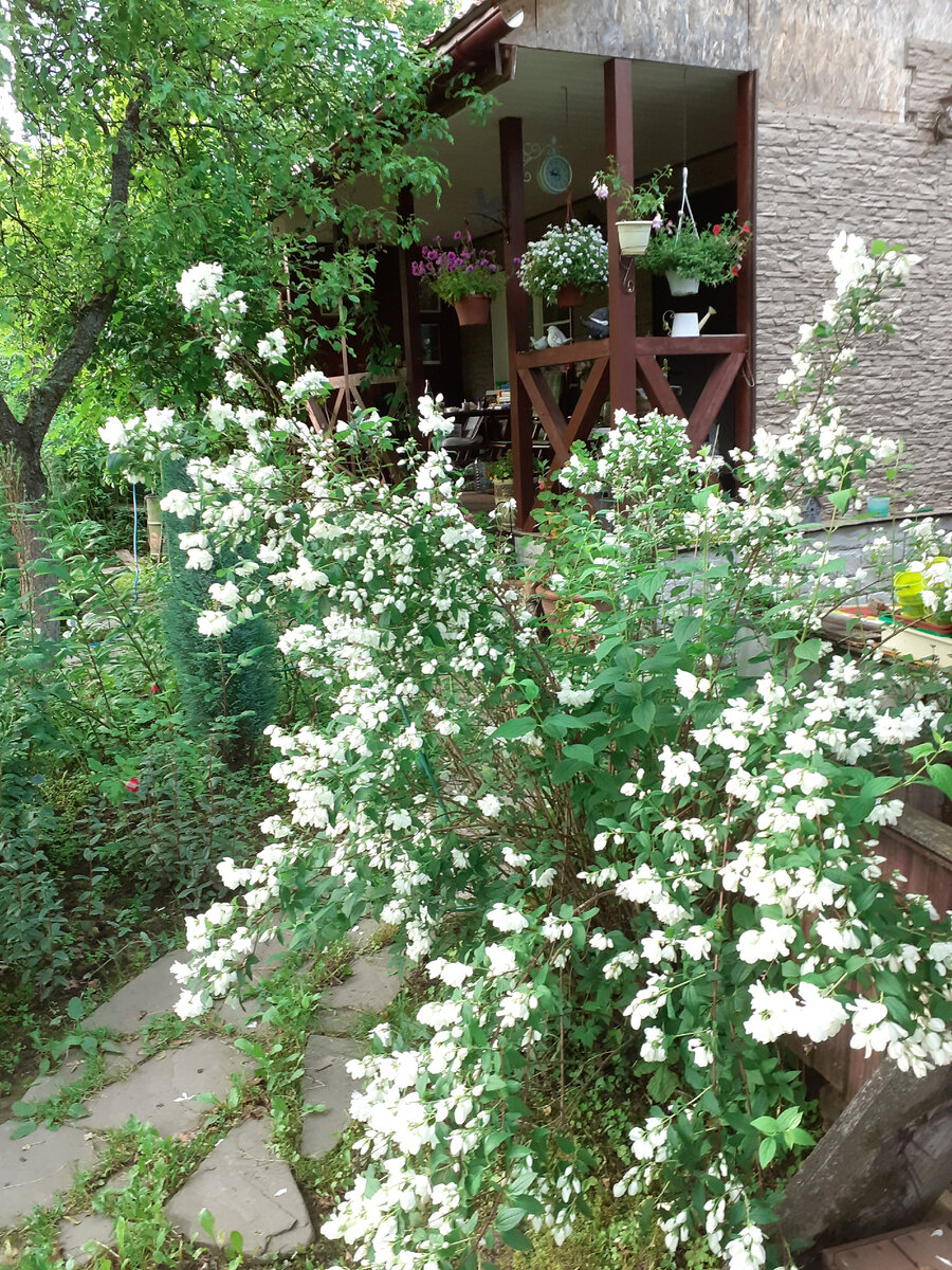 Чубушник в моем саду 