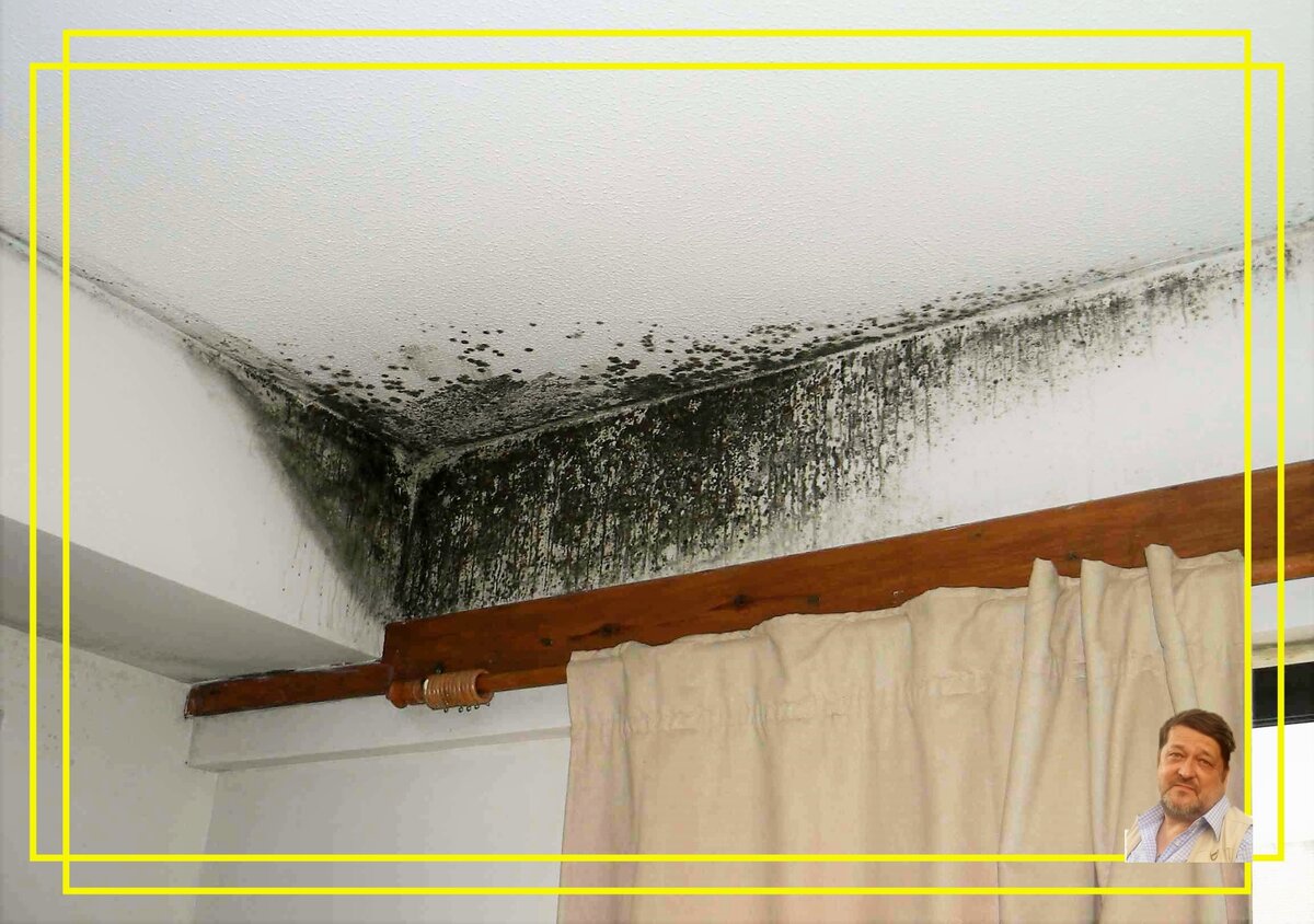 Грибок. Источник фото: https://clck.ru/pXJyB