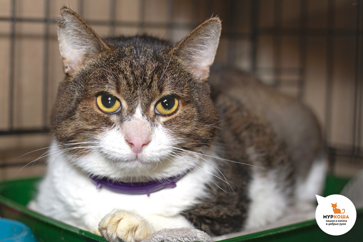 🚹 Дубок, 8 лет, спасён из переполненной квартиры. Дубок первое время очень боялся и потому недоверчиво относился к людям, но сейчас котик оттаял и готов ко встрече со своими людьми! Помогите Дубку обрести любящую семью и уютный дом, и ваша жизнь наполнится радостью и теплом! ❤️