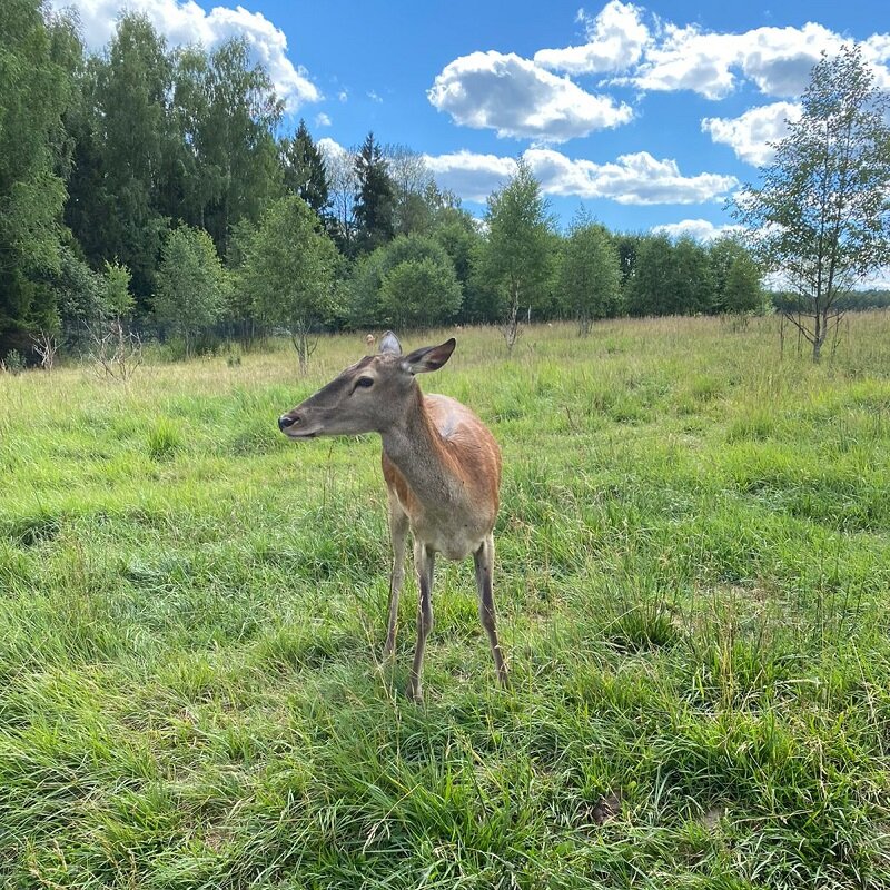 Конечно, милые оленята вне любого времени!