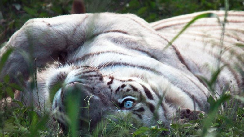 Белый тигр является пигментированной вариацией бенгальского тигра. У всех этих «альбиносов» (хотя на самом деле они не альбиносы) голубые глаза с круглыми зрачками.