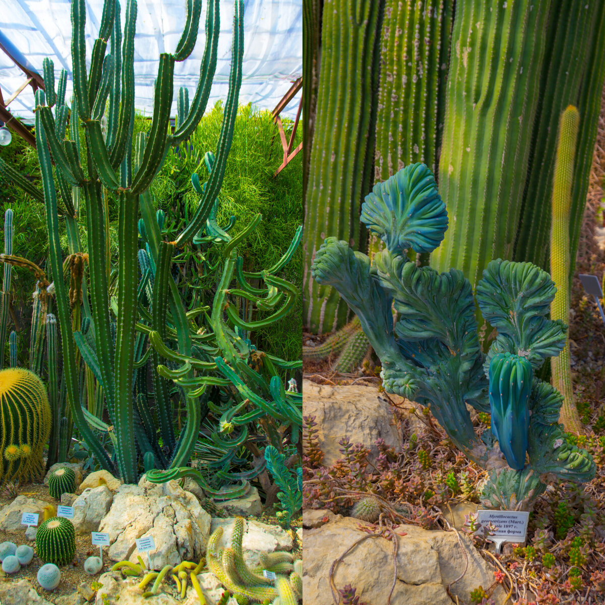 Алое/Справа мортиллокактус геометрический