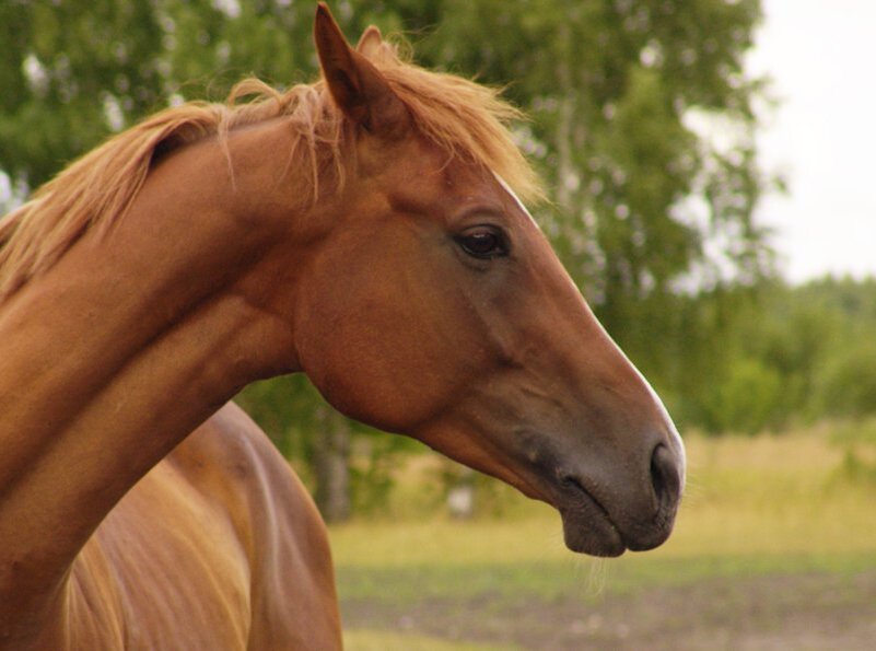 Horse ears. Лошадиные уши. Лошадь прижала уши. Лошадь с поджатыми ушами. Уши лошади сбоку.