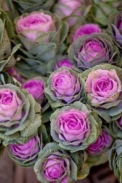 Фото из открытых источников интернета. 