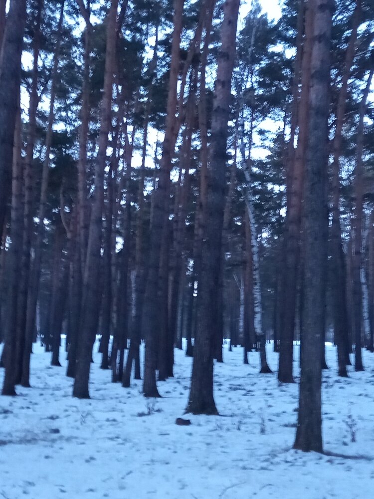 "Зенковский парк", Прокопьевск.