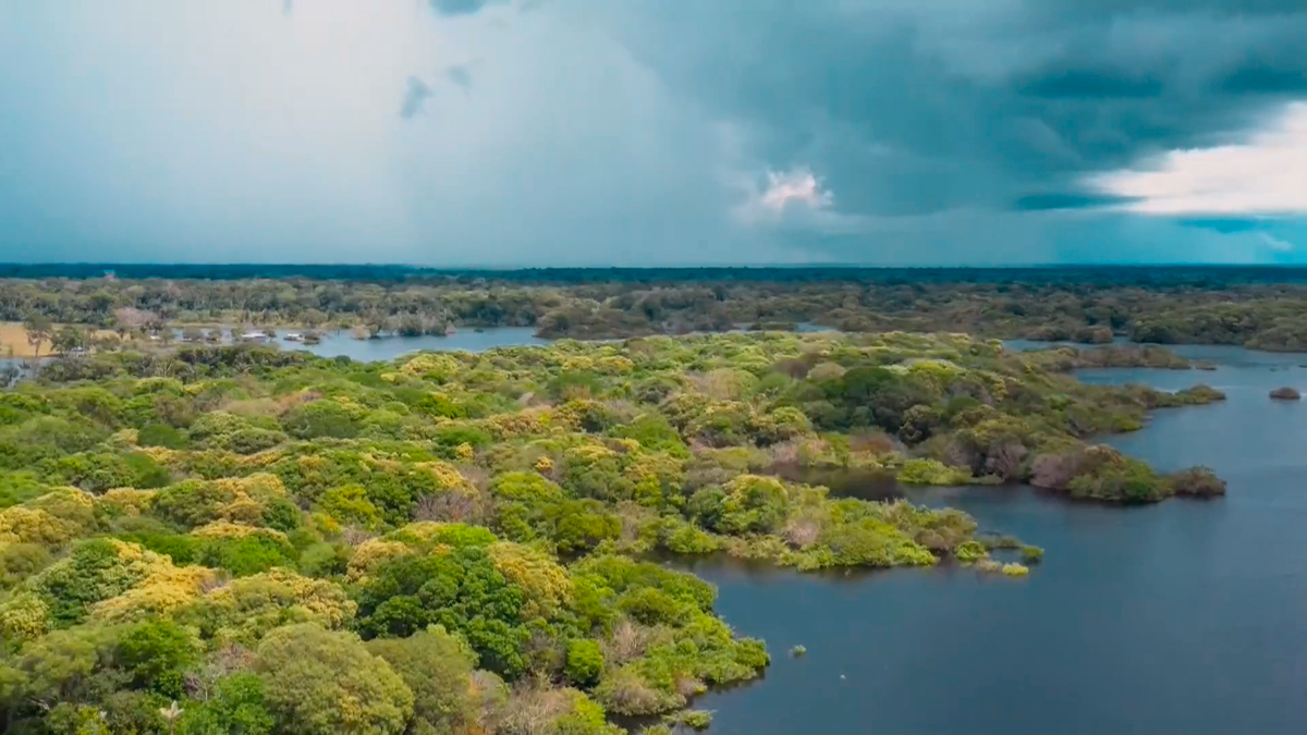 Амазонка и дождевой лес