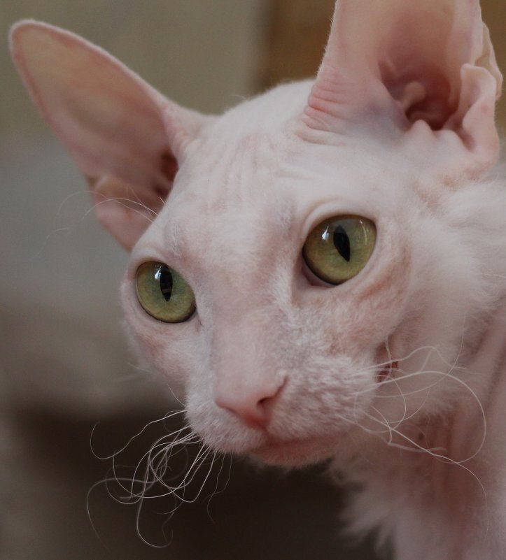 Донской сфинкс. Фото из личного архива. Автор: Ольга Ч.