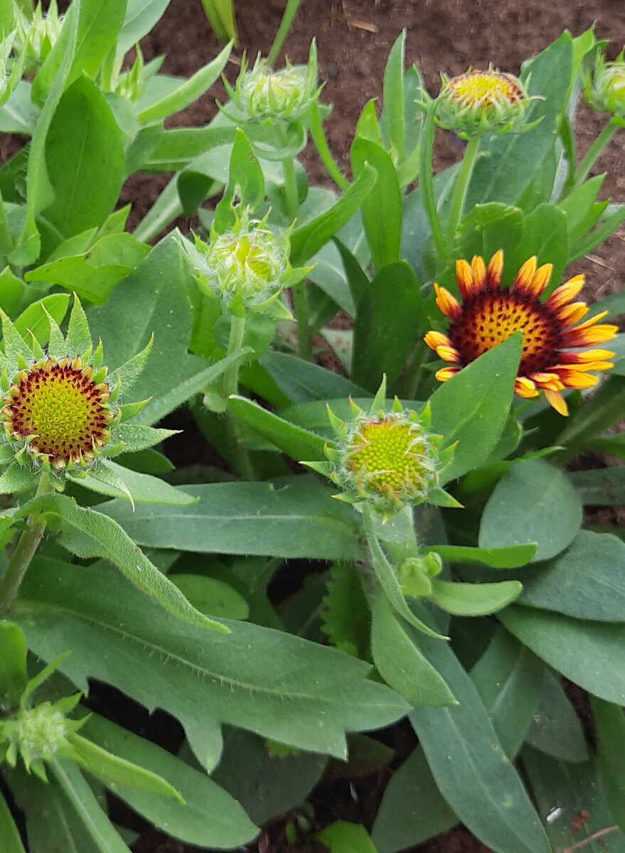 Начало цветения моей гайлардии.