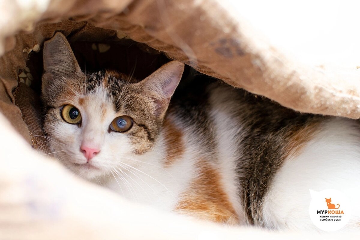 Спокойная, наблюдательная и нежная Абигейл.