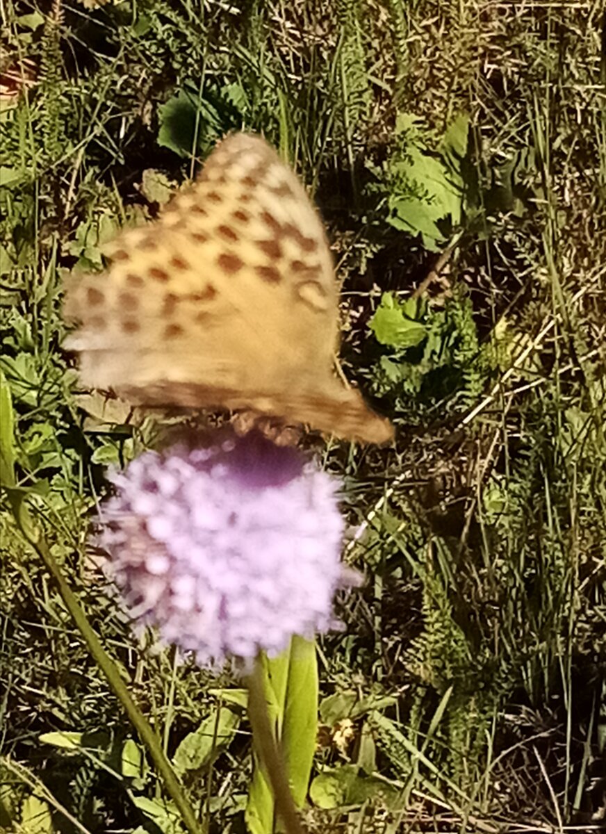 Лето (все фото автора).