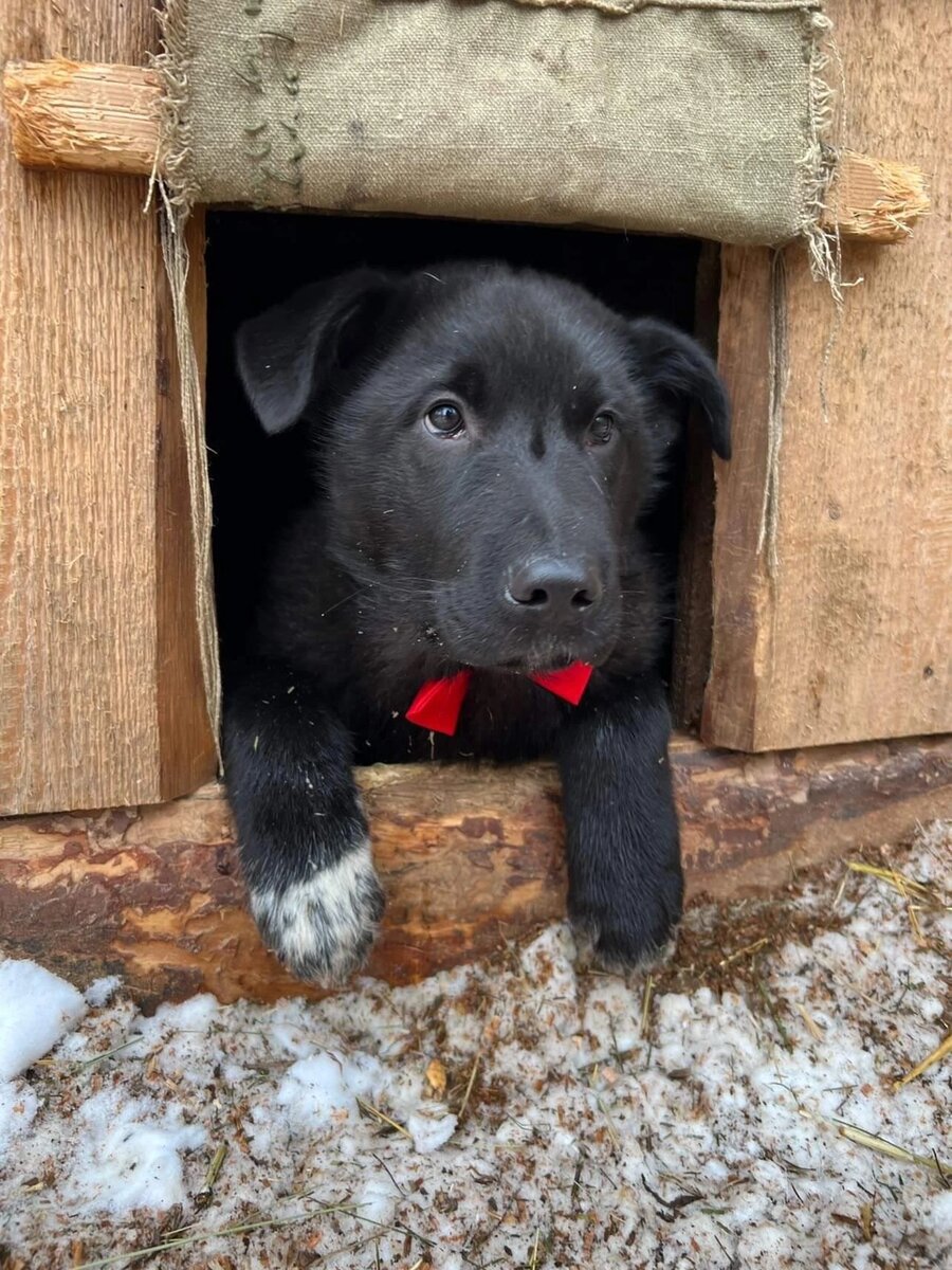 Наши подопечные. Лосяш | Dogs_ulsk | Дзен