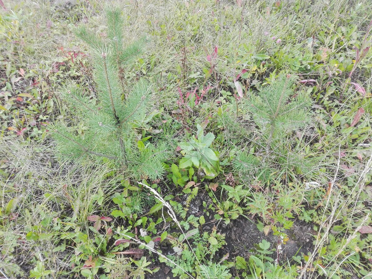 Фотография 03.09.2017г. Выросшие 2-3-летние сосны на участке.