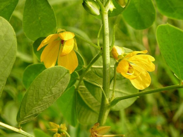 Листья кассия тора