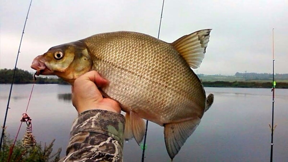 Изображения взято с ресурса Яндекс.Картинки