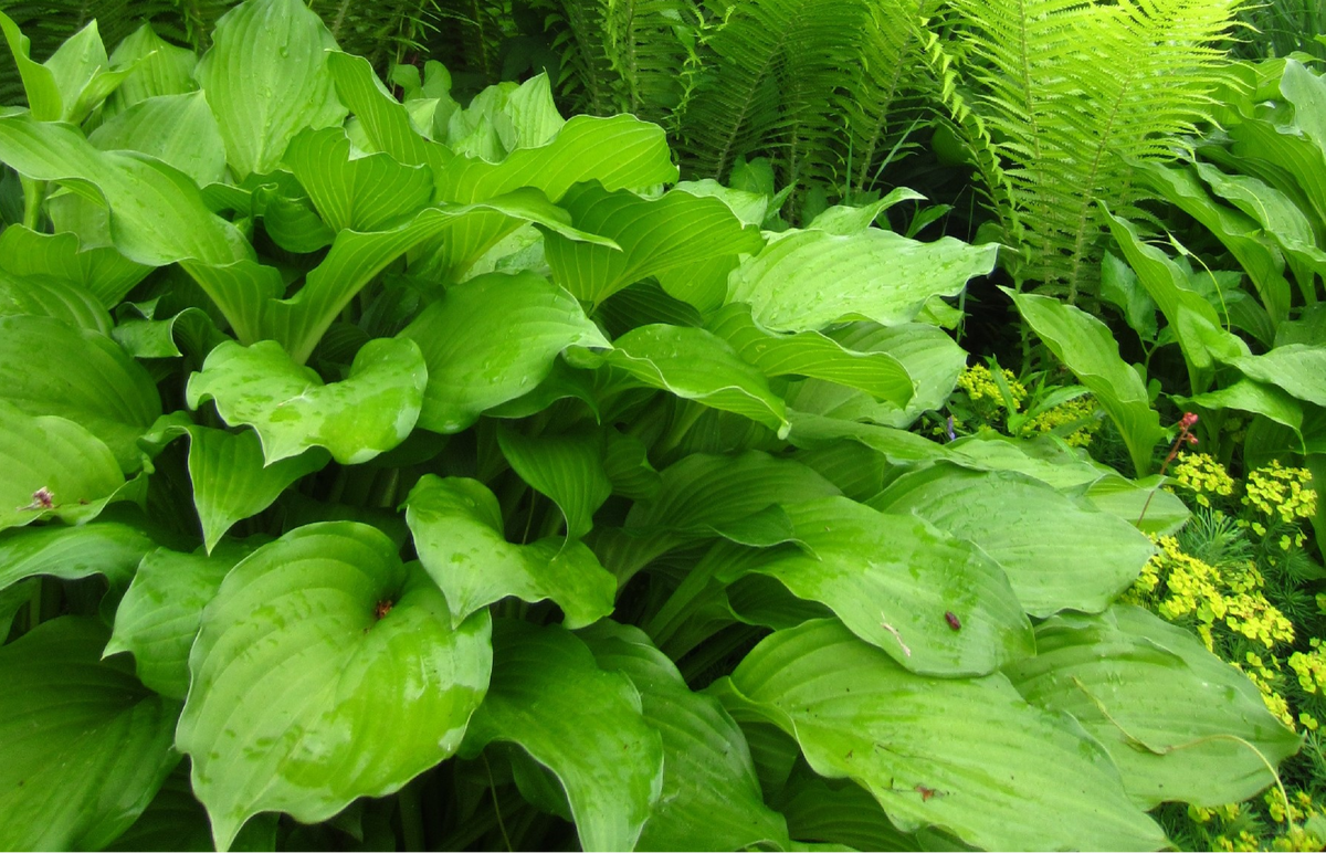 Hosta Funkia Mix С†РІРµС‚С‹