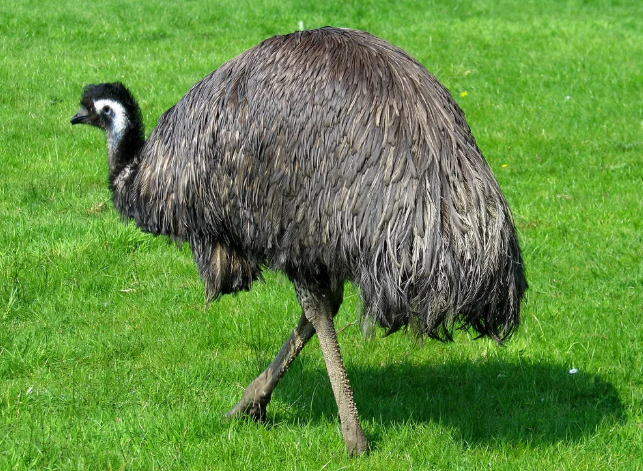 Не обращайте внимания, просто стог сена мимо прошел.