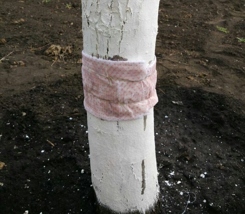 -6