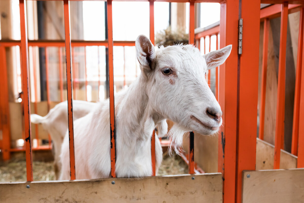 Экоферма вднх. Городская ферма на вднх животные. Вднх альпаки городская ферма. Вднх зоопарк ферма. Хлев.