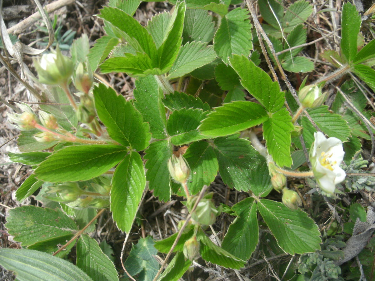 Настоями и отварами лечат: артриты, артрозы, гипертонию, заболевания сердечно-сосудистой и мочеполовой систем, заболевания почек и печени, подагру и многое другое.