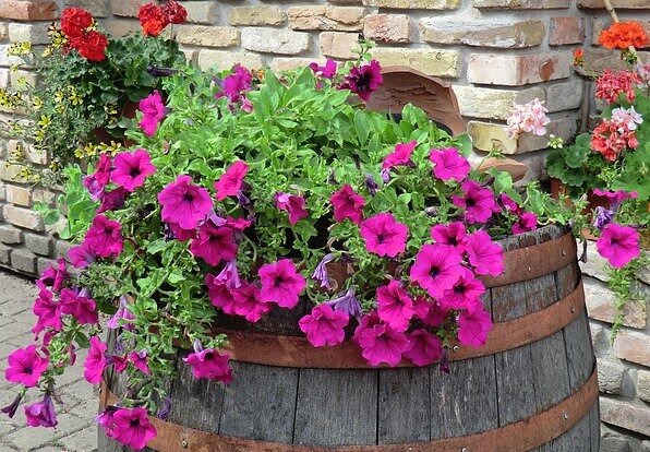 Петунию любят практически все, и садоводы, и ландшафтные дизайнеры, и производители рассады. Она великолепна, радует цветением все лето. Что говорят народные приметы об этом растении?