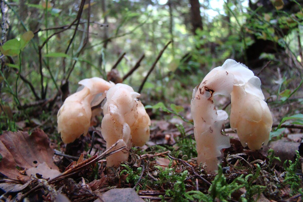 Подъельник молодой, только пророс. Фото автора.
