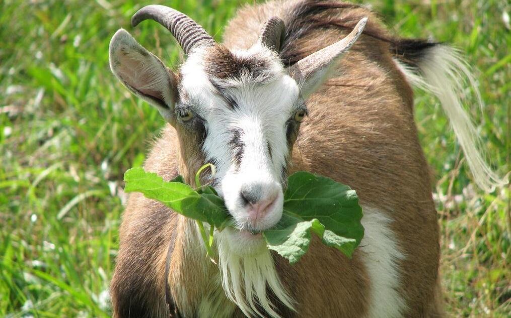 Источник фото: kalagia.com