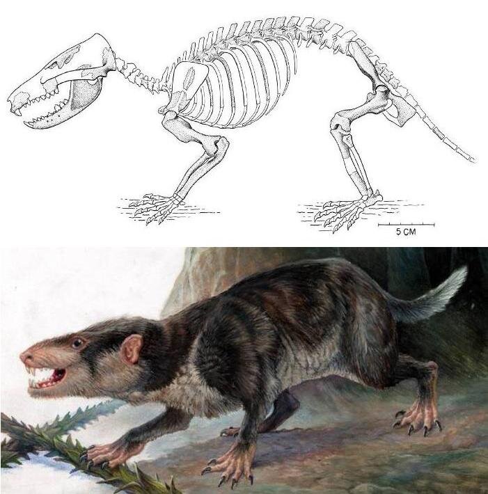 Ближайший родственник динозавра. Тираннозавр мезозой. Сумчатые мезозоя. Потомки динозавров. Млекопитающие динозавры.