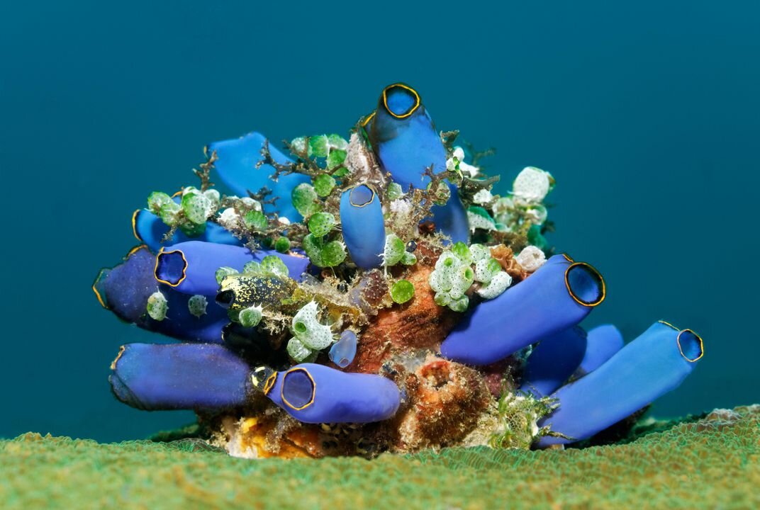 Так выглядит асцидия, которая уже нашла своё место в глубине и сожрала собственный мозг за ненадобностью.