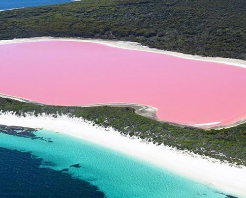 Розовое озеро Австралии