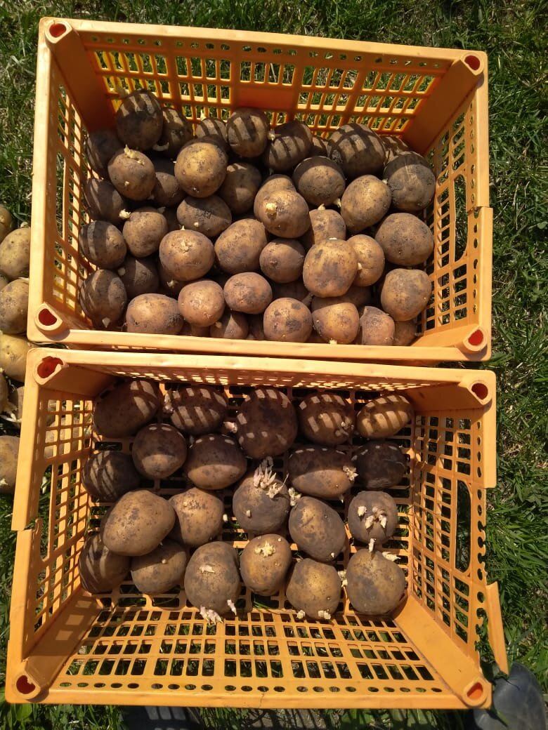 Пророщенный картофель