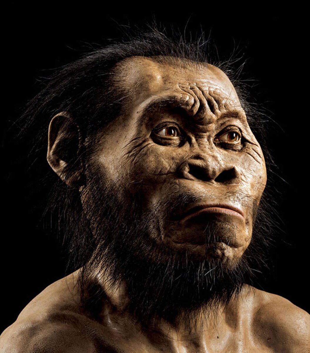 Реконструкция внешнего облика Homo naledi.