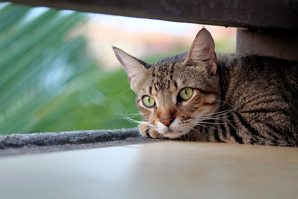 Источник фото: pixabay.com