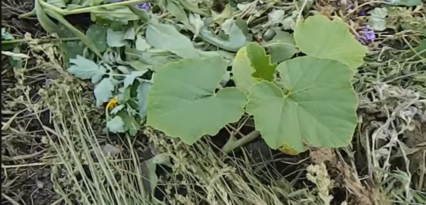 Грядки я стараюсь укрывать прополотой травой. 