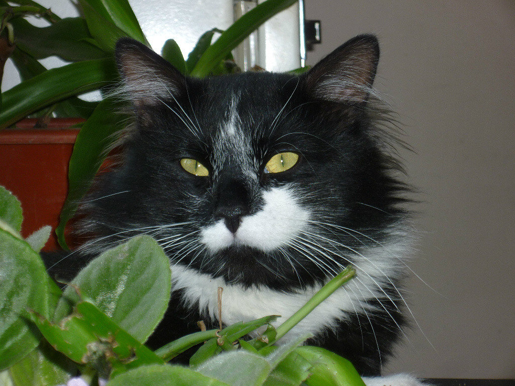 Привет! Я - Красавчик, я люблю валяться и отдыхать.