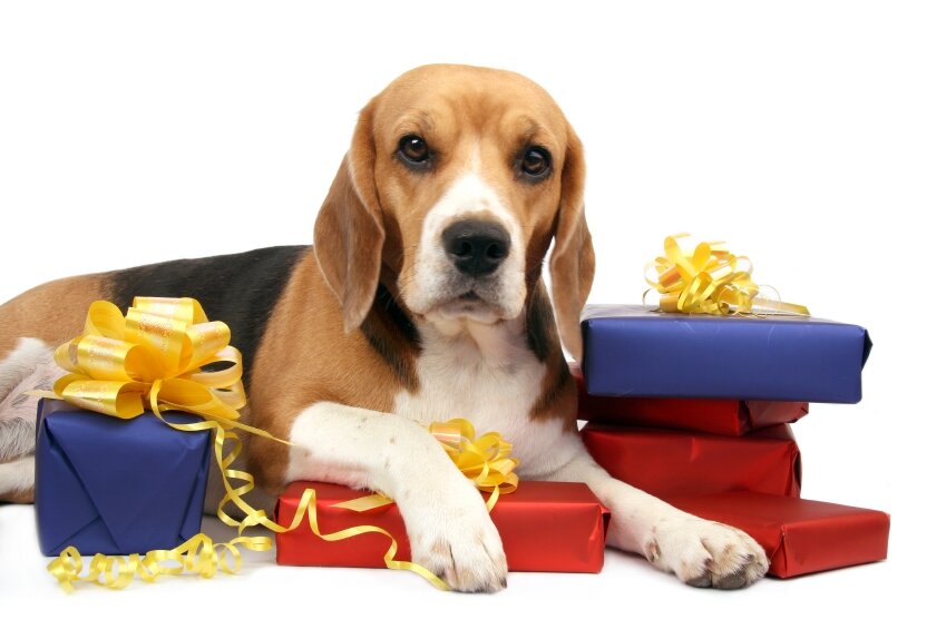 Щенок в подарок. Щенок в подарок. Щенок в подарок. Собака в подарок. Щенок в подарок.