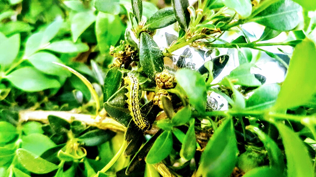 Так выглядят  сегодня подросшие и отъевшиеся гусеницы