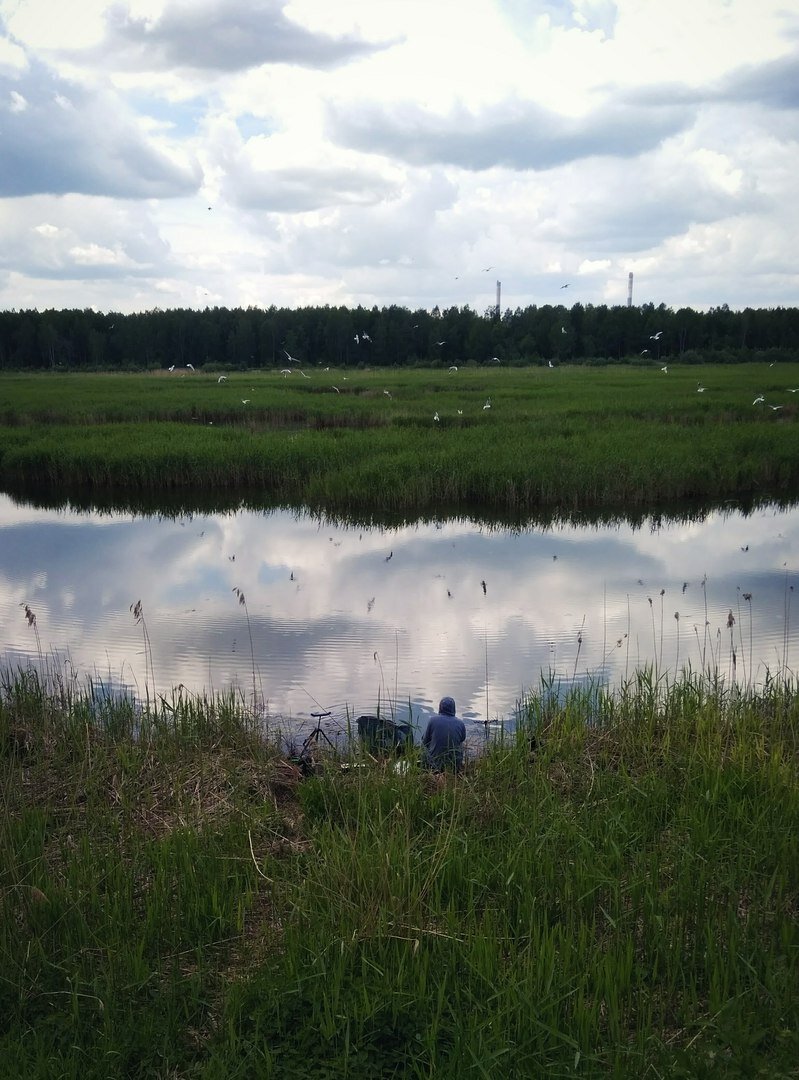 Гладь воды, запах тины, шум камыша и крик чаек — атмосфера на воде при ловле карася в нерест очень сильно отличается от рыбалок за другими видами рыб.