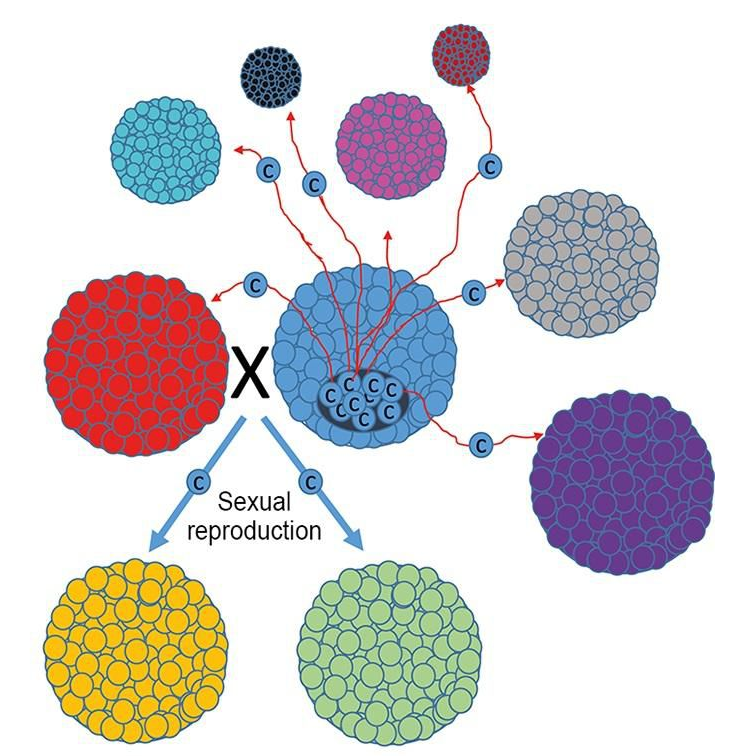 Путем смешения генетики половое размножение создает большее генетическое разнообразие в популяции, ограничивая передачу раковых клеток через индивидуалов в населении 