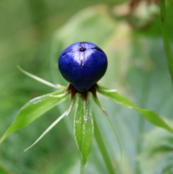 Вороний глаз.