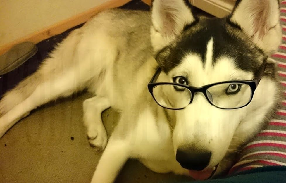 Знакомьтесь - Норд. Очень воспитанный и интеллигентный пёс.