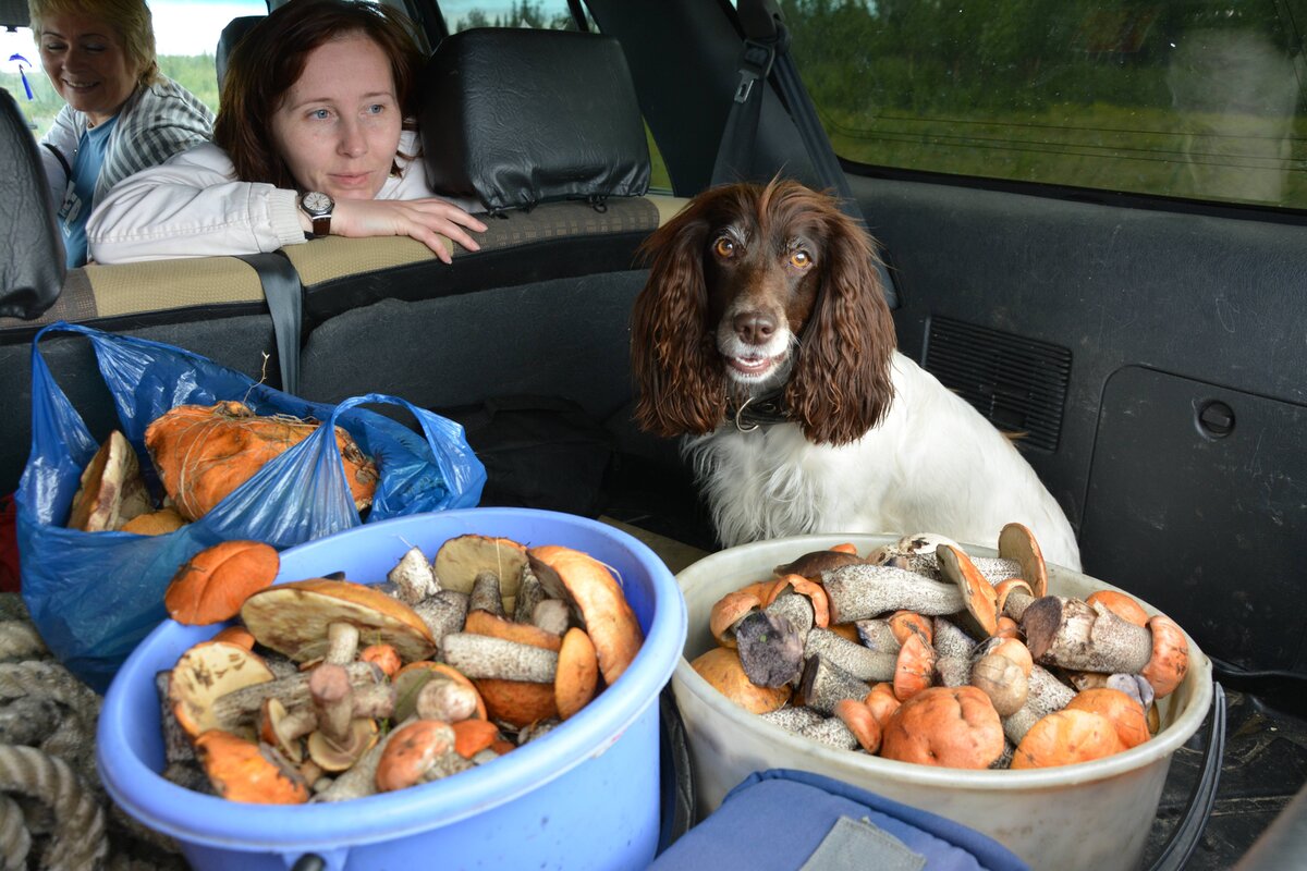 КРАСНЫЙ СЕВЕР