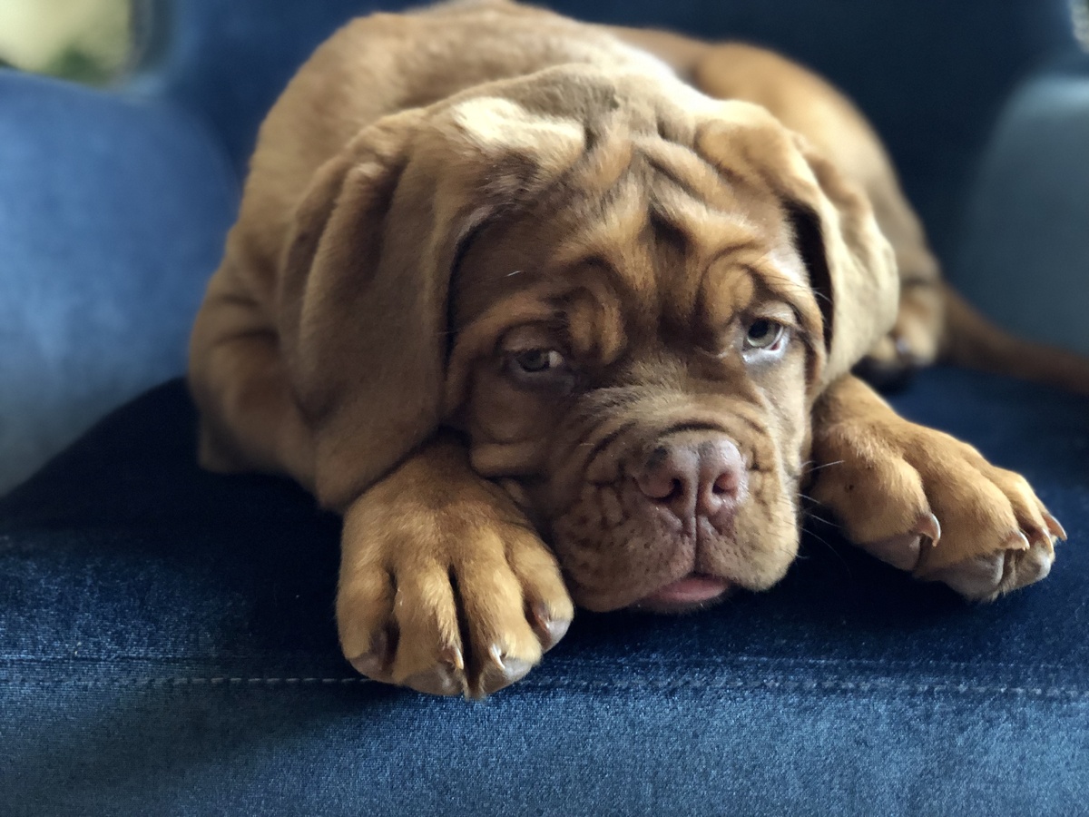 Ева думу думает ..