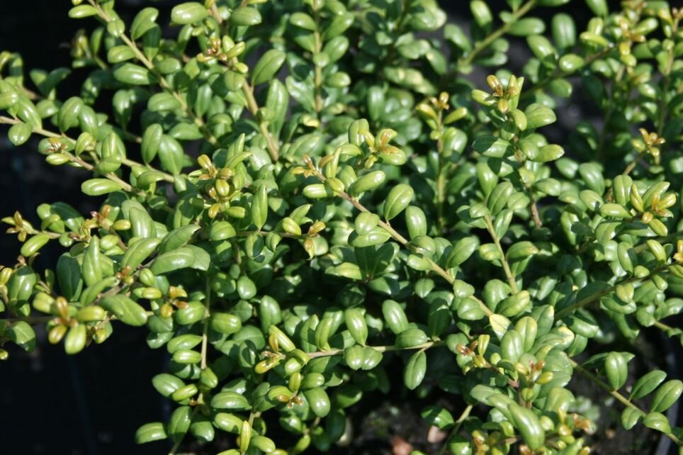 Ilex crenata