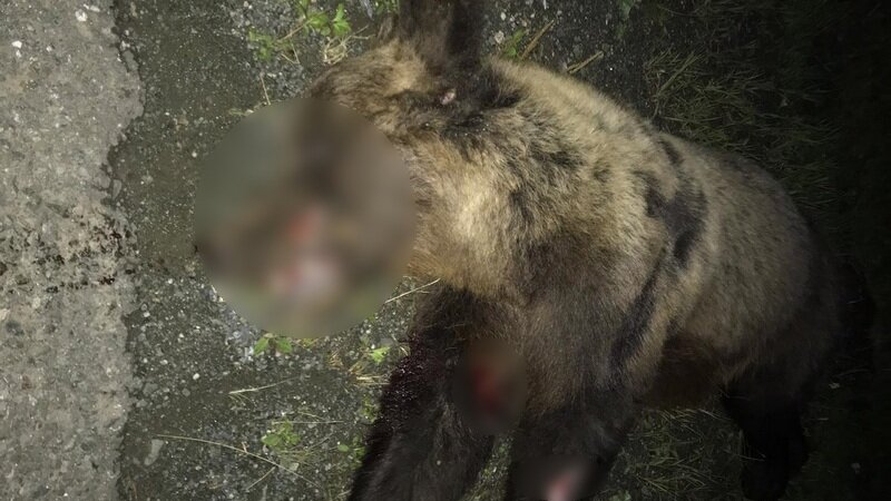 В Башкирии водители делали селфи с мертвым медвежонком