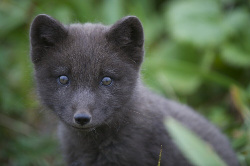Детёныш голубого песца
