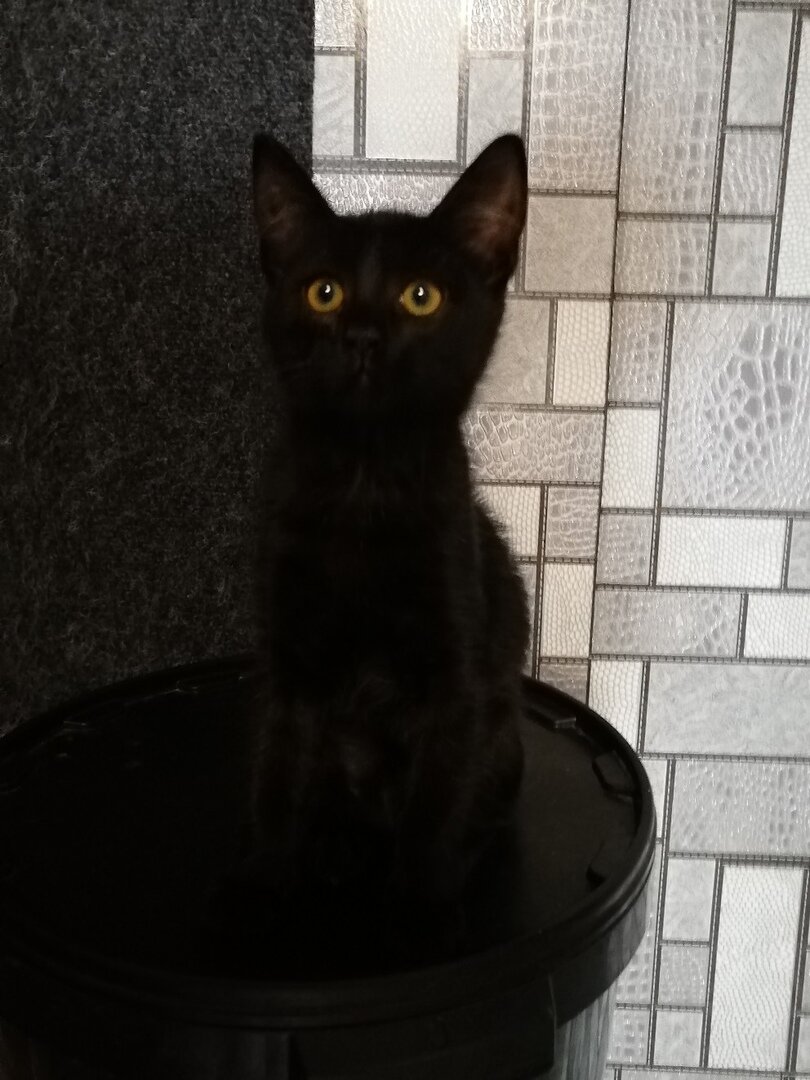 Котенок Тотошка из Банды Дворян