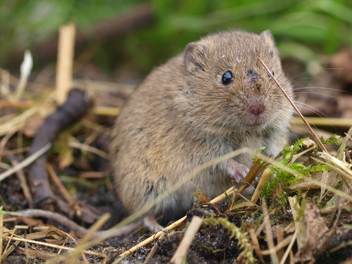 Обыкновенная полевка (Microtus arvalis)