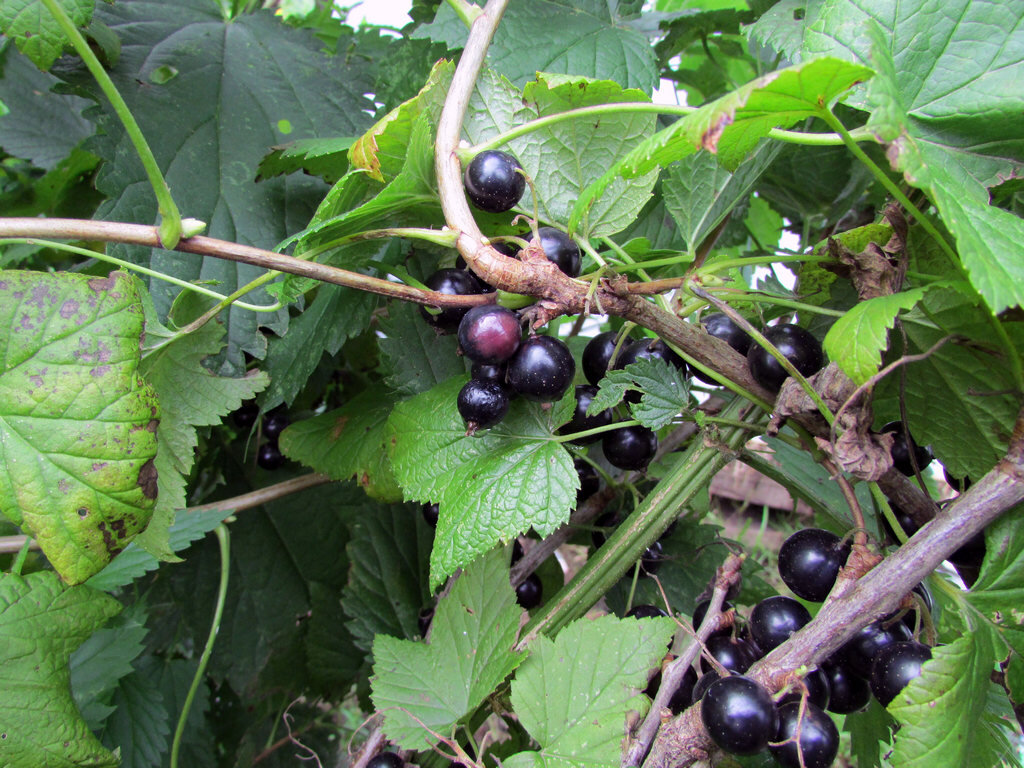 Фото Самогон Саныча